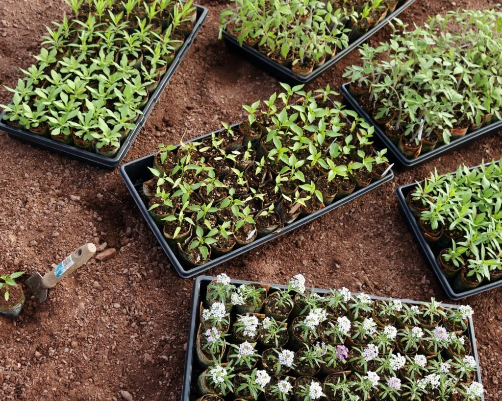 Cultiver son propre potager écoresponsable