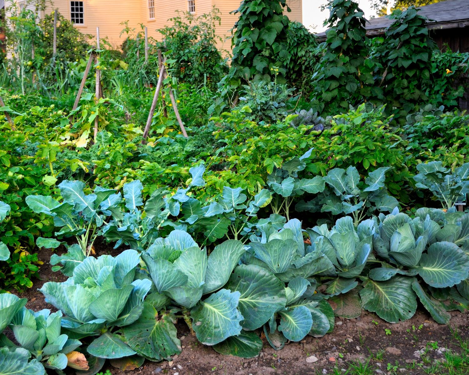 Un potager plus écoresponsable : cultiver tout en préservant la planète