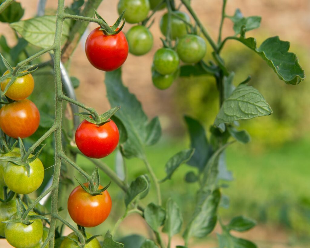 gros potager consommation d'eau ?