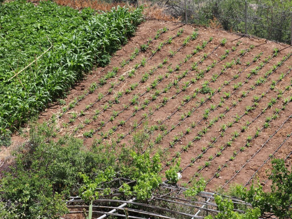 Irrigation maraîchage de plein champ Provence Alpes cote D'Azur 