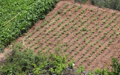 Irrigation pour le maraîchage de plein champ