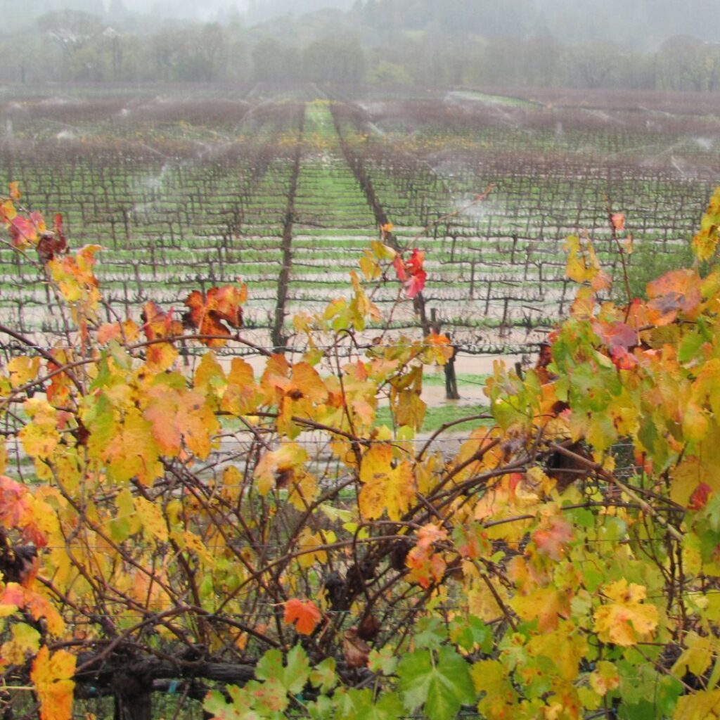 Irrigation de Cultures en Lignes